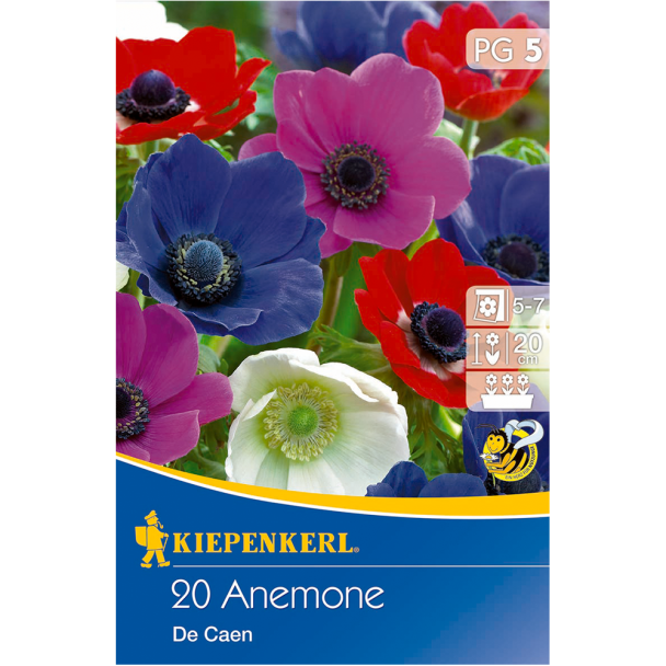 Anemone `De Caen Mix` - Windröschen