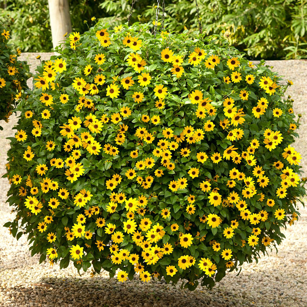 Inka Gold sonstige Balkonblumen Balkon & Sommerblumen Ahrens