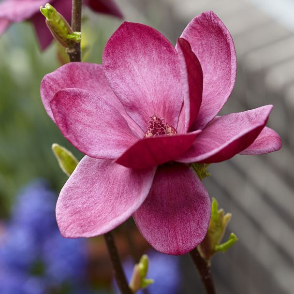 Magnolie 'Genie®'