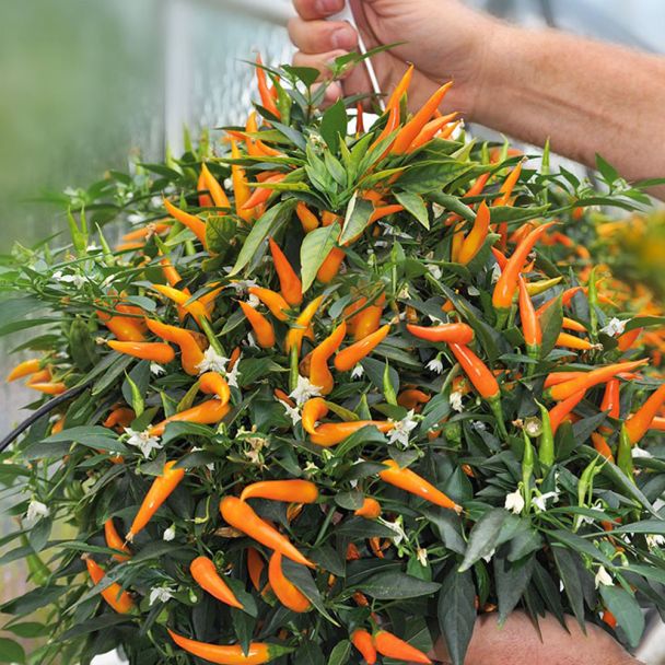 Hänge-Paprika 'Volante® Mild Orange'