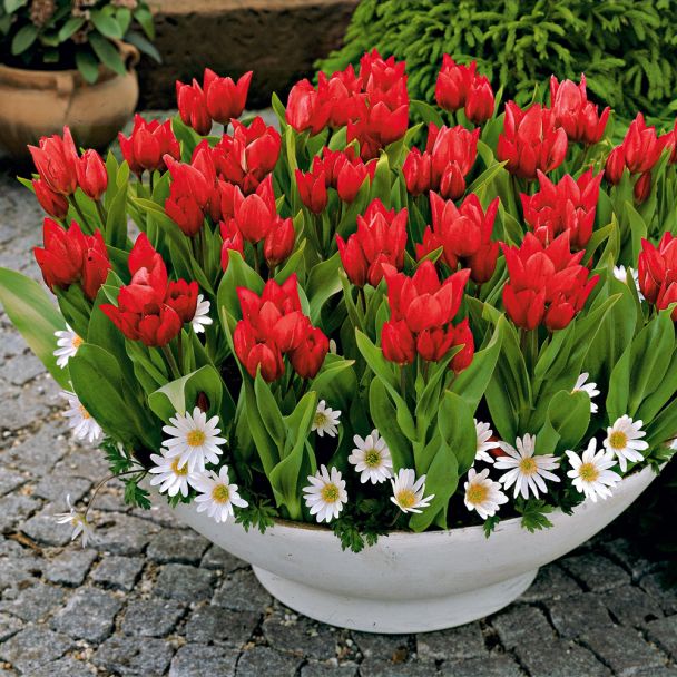 Tulpen Praestans "Tub. Variety", mehrblütig