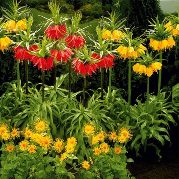 4 Kaiserkronen Rot/Gelb (Sparangebot)