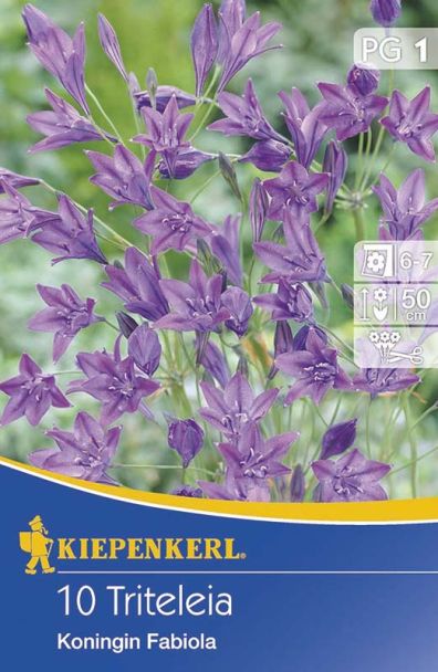 Triteleia 'Königin Fabiola'