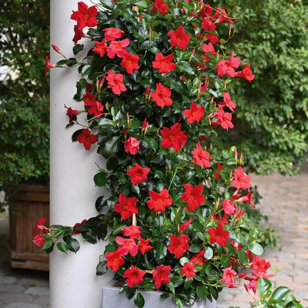 Sundaville® Pyramide, Red