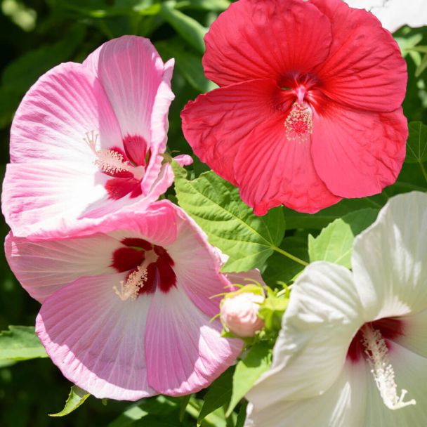 Riesen-Hibiskus XL (Set)