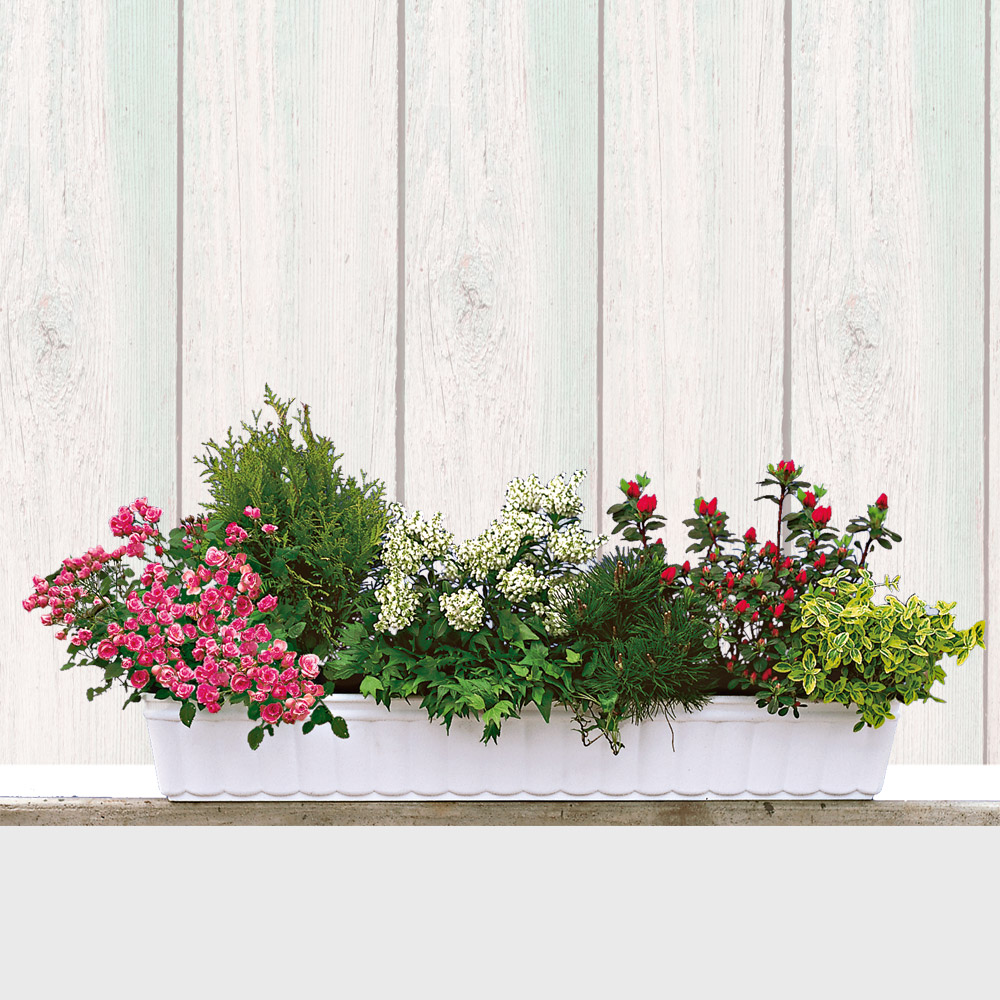 GanzjährigeBalkonSortimente Balkon & Sommerblumen Ahrens+Sieberz