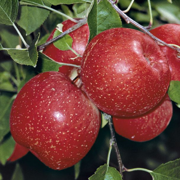 Apfel 'Rubin Fuji'