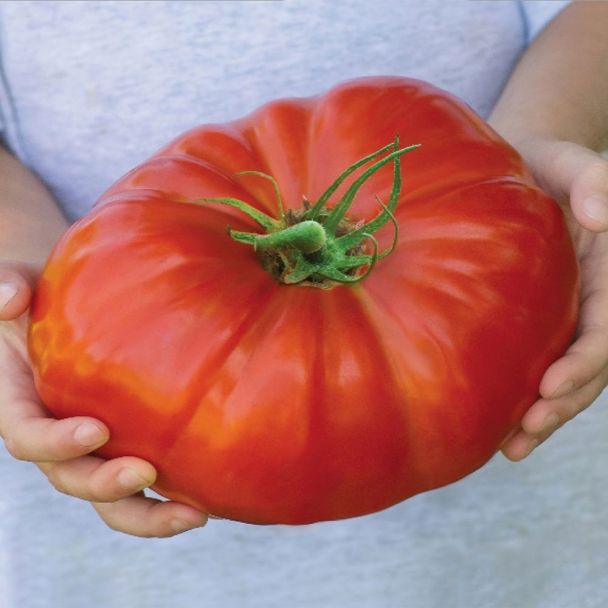 Fleischtomate Gigantomo F1- Das XXL Gemüse