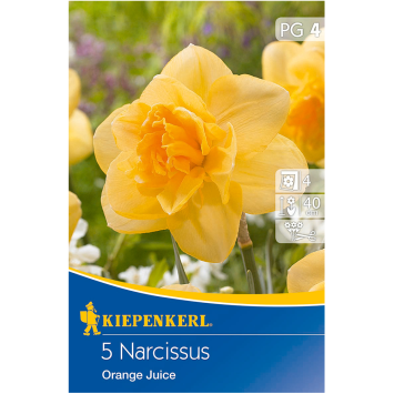 Narcissus Orange Juice