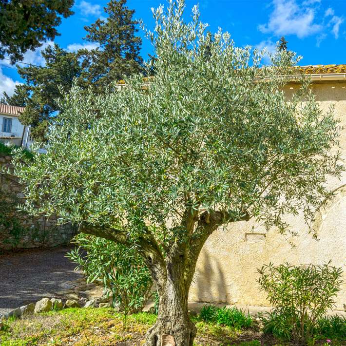 Olivenbaum Orvieto kaufen | Ahrens+Sieberz - Pflanzenversand & Gartenbedarf