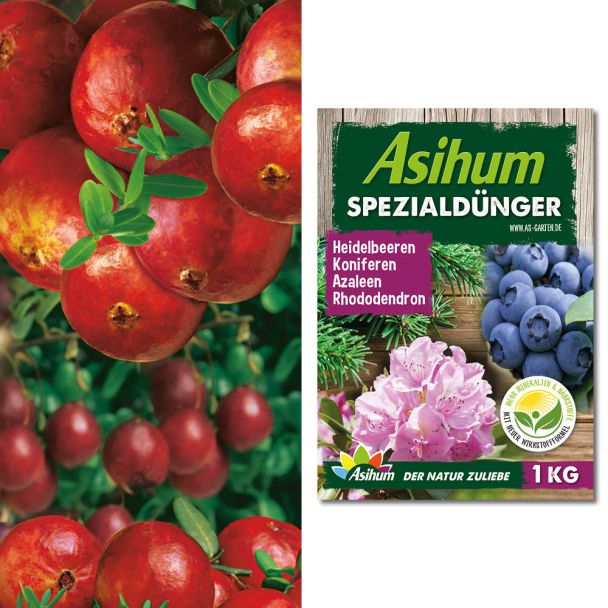 Sparpreis: 6 x Fruchtender Bodendecker Cranberry + 1 kg Dünger