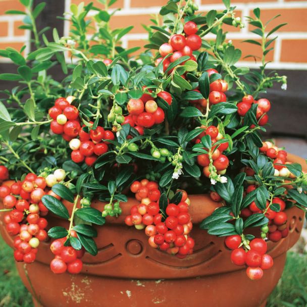 Immergrüne Preiselbeere 'Red Pearl'