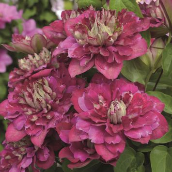 Clematis 'Hot Kisses'