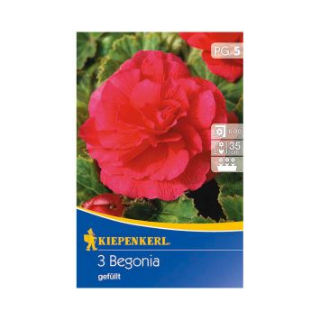 Begonien gefüllt, riesenblütig, rot