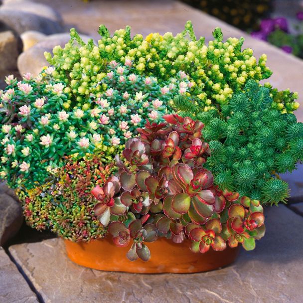 Sedum-Mix