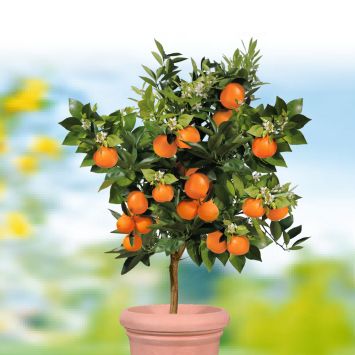 Echter Orangenbaum 'Palermo'