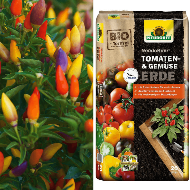 Sweet Chili + Erde (Sparangebot)