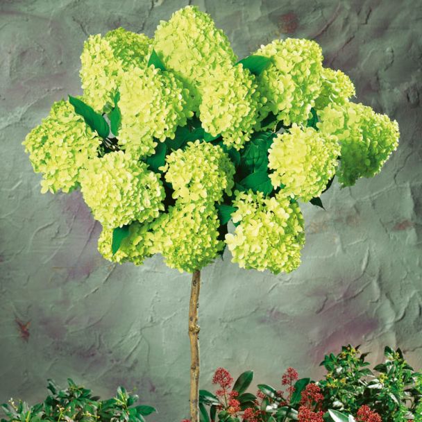 Riesen-Blüten-Hortensien-Stamm 'Limelight'