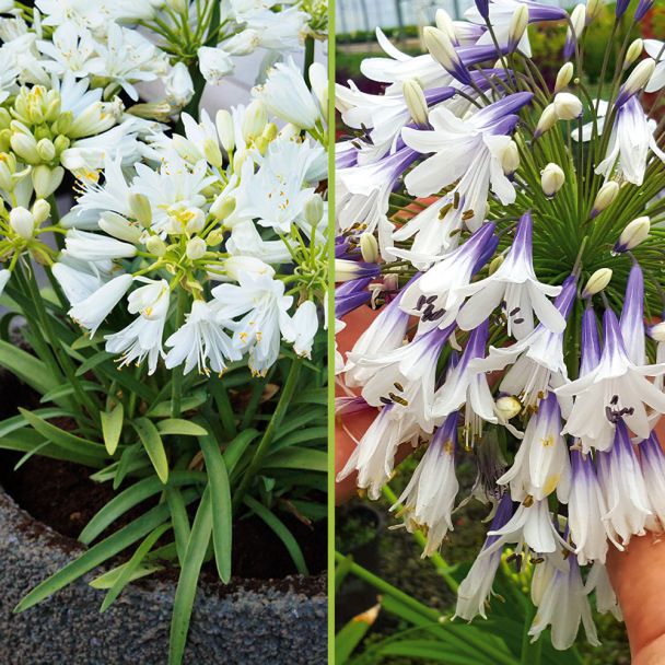 Schmucklilien Agapanthus Fireworks Flower und Double Diamond im Sparset