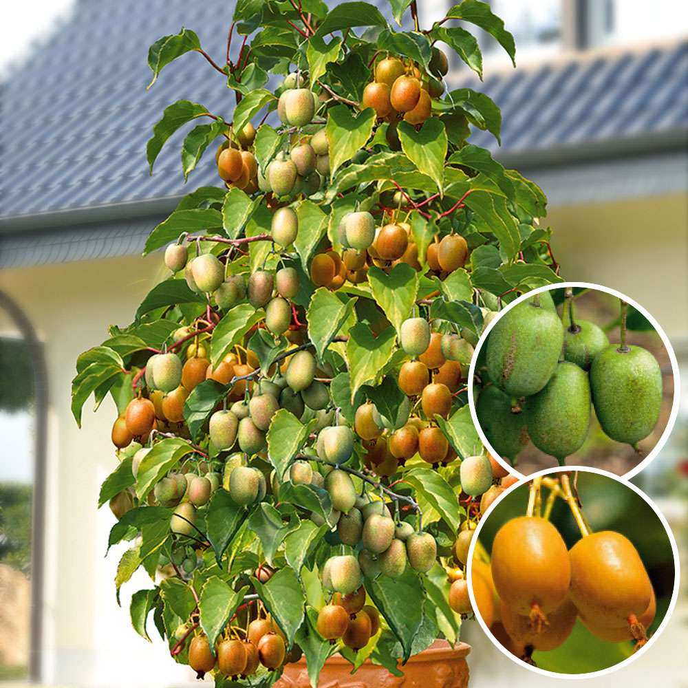 Duo KiwiTower Kiwis Obst Ahrens+Sieberz Pflanzenversand