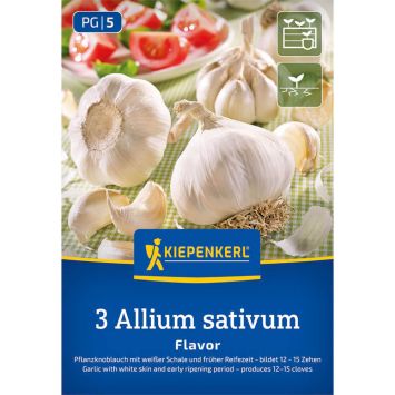 Knoblauch 'Flavor'
