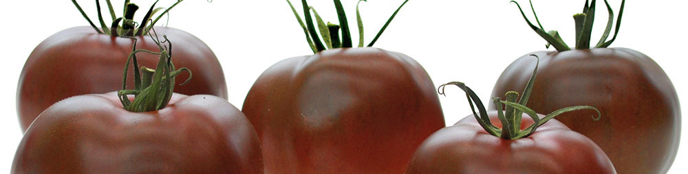 Schokoladentomate Kakao