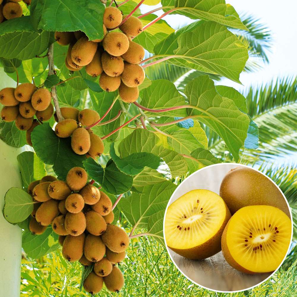 Gelbe Kiwi 'Exotic Sun' Kiwis Obst Ahrens+Sieberz