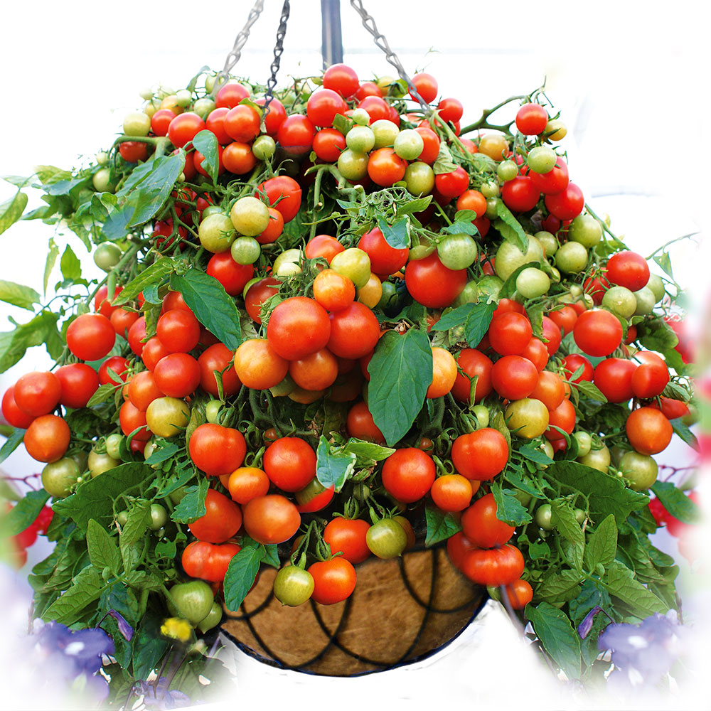 Tomaten Gemüsepflanzen Gemüse Ahrens+Sieberz Pflanzenversand