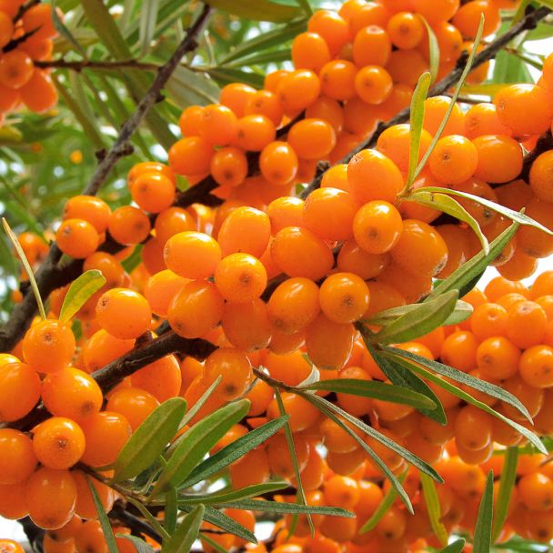 Winterfrucht 'Oranje Power', weibliche Pflanze