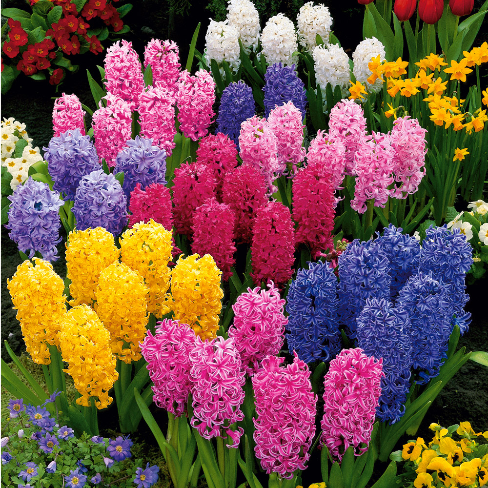 Hyazinthen Blumenzwiebeln Ahrens+Sieberz Pflanzenversand & Gartenbedarf