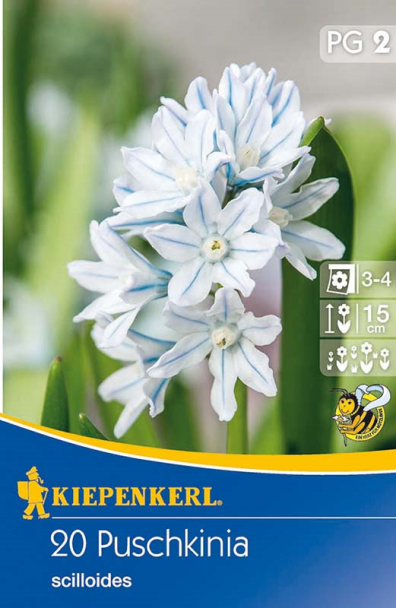 Porzellanblümchen Puschkinia `scilloides`