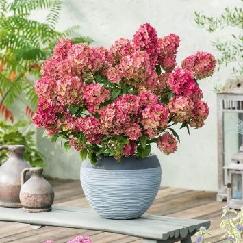 Hortensie Petite Star