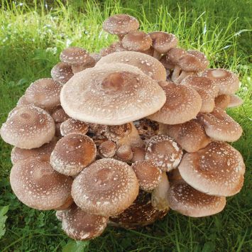 'Shiitake' Pilz-Dübel