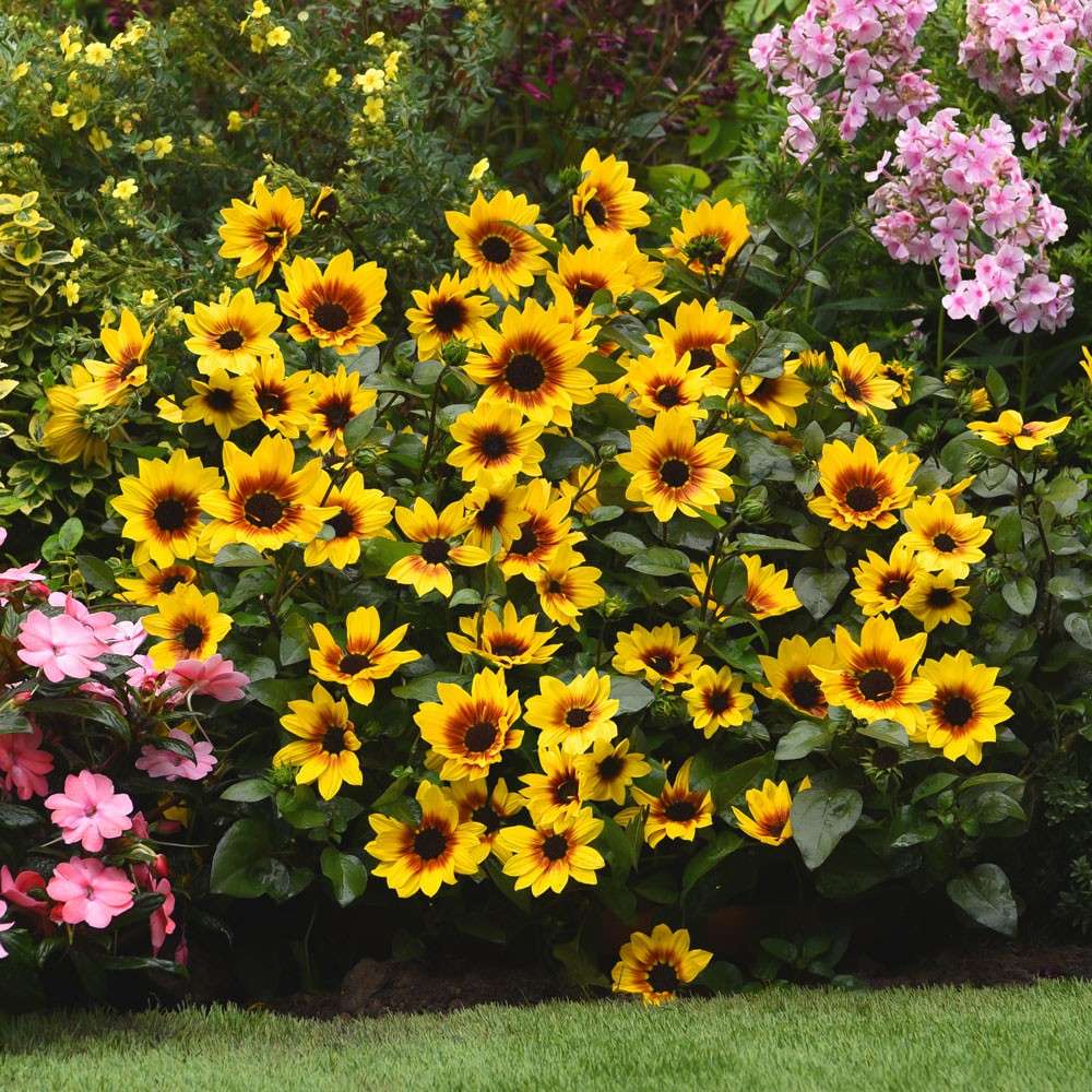Sonnenblume SUNbelievable kaufen Ahrens+Sieberz Pflanzenversand