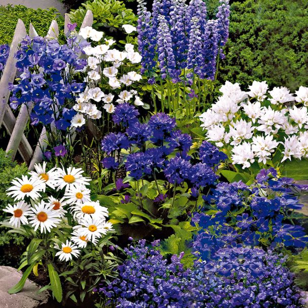 Set-Preis: Blauweißer Staudengarten