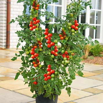 Rispen-Tomate 'Tomaccio®'