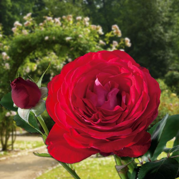 Inselrose 'Dominica®'