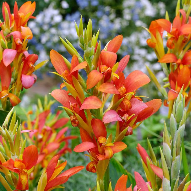 Canna 'Mandarin Orange'