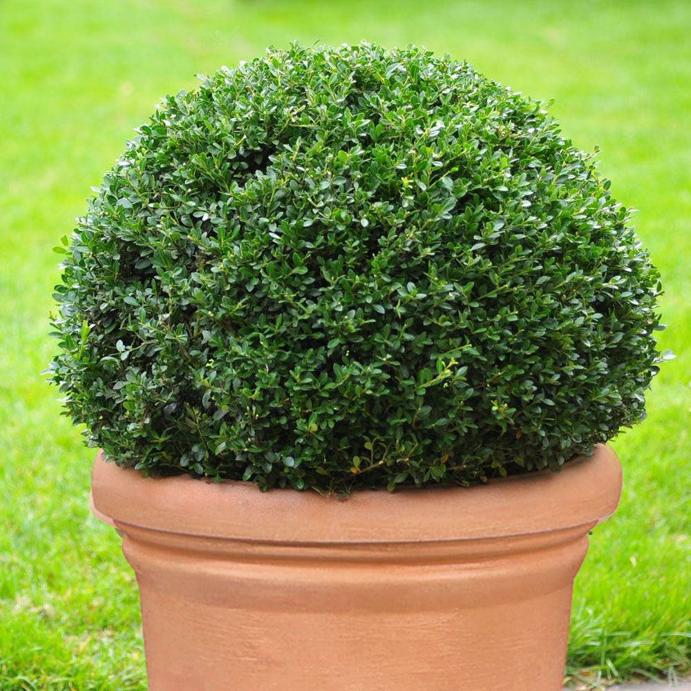 Ilex 'Dark Green' Kugel kaufen Ahrens+Sieberz Pflanzenversand