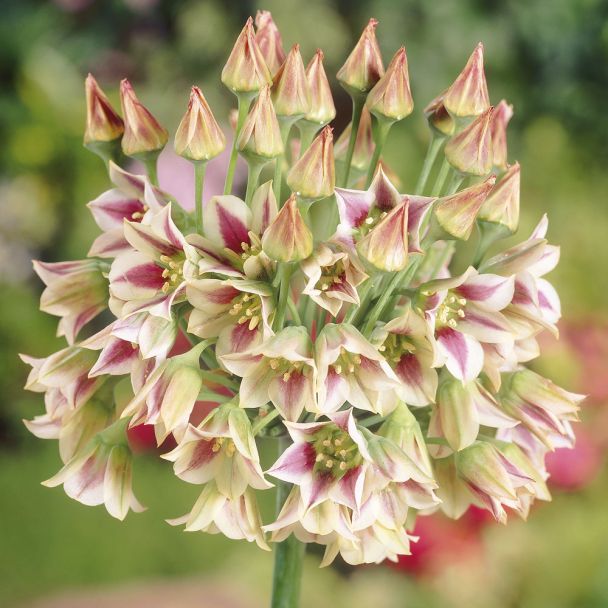 Allium Bulgaricum - Zierlauch