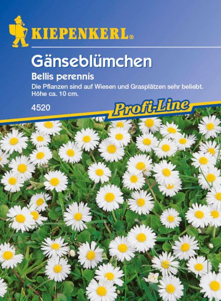 Gänseblümchen