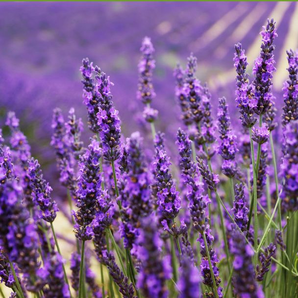 Duft Lavendel (violett) kaufen Ahrens+Sieberz Pflanzenversand