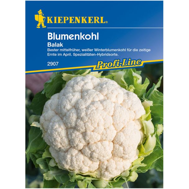 Blumenkohl 'Balak', F1