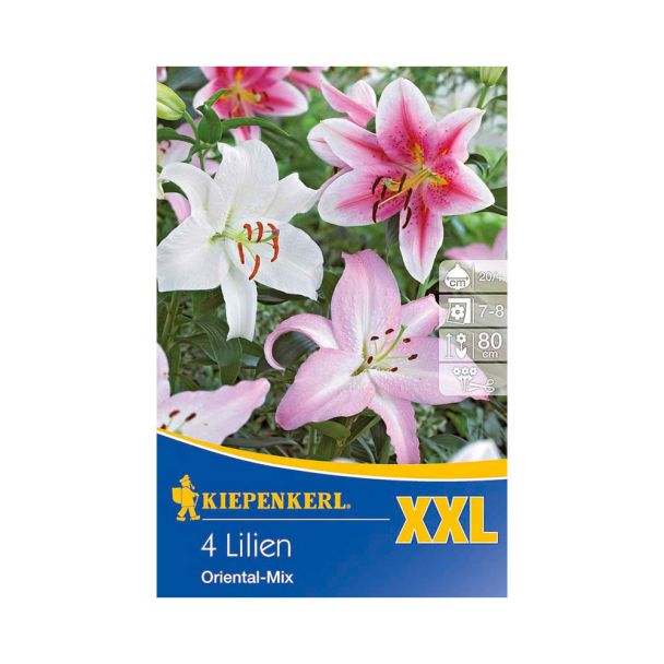 Orientalische Lilien XXL Mischung
