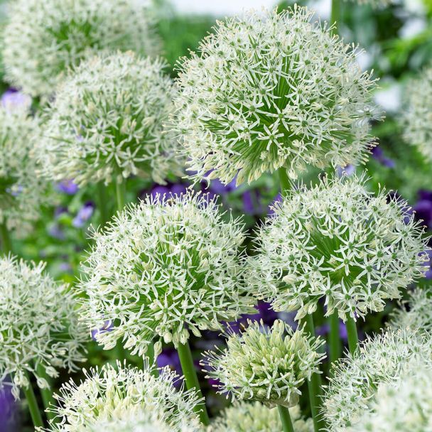 Allium White Giant