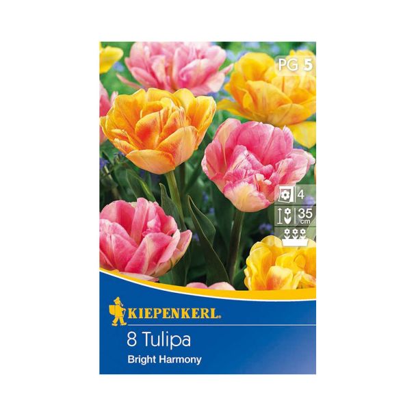 Tulpe 'Bright Harmony'