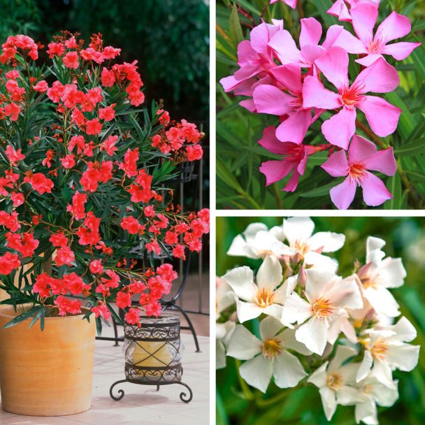 Set 3 Oleander Je 1x In Pink Weiss Rot Kubelpflanzen Balkon