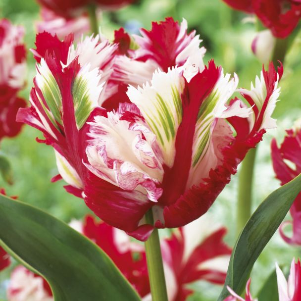 Papageien-Tulpe Estella Rijnveld
