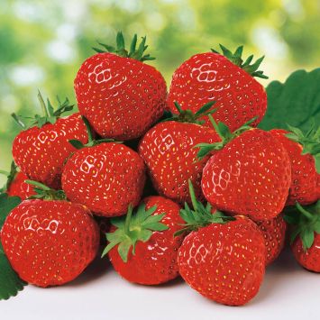Erdbeere 'Polka', mittelspät Setzlinge