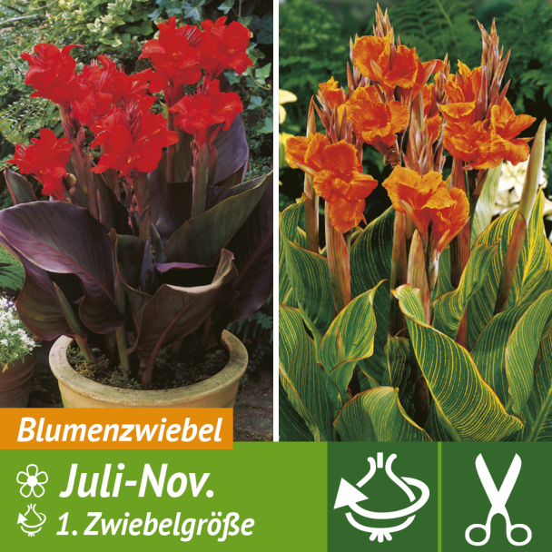 4 Canna indica Blumenzwiebel Sonstiges Blumenzwiebeln Ahrens
